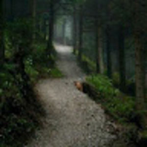 Meet your Posher, Stevie